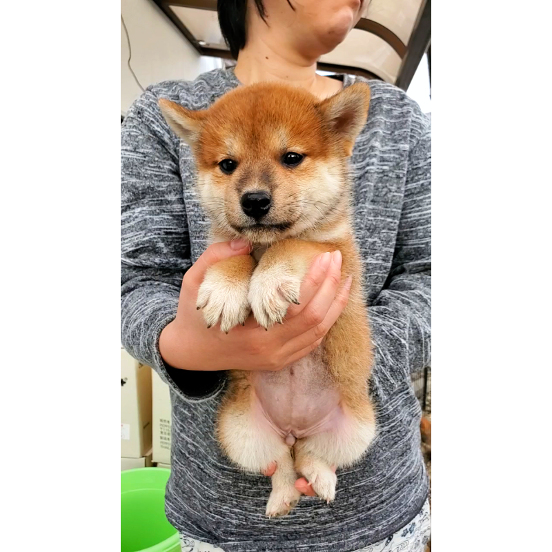 成約済の大阪府の柴犬-406779の2枚目